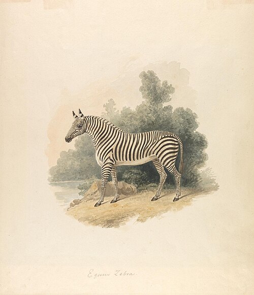 A Zebra, 1807, Samuel Howitt