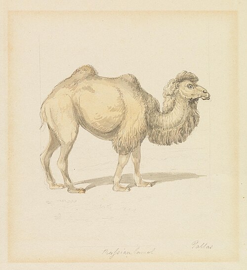 Russian Camel, , Samuel Howitt