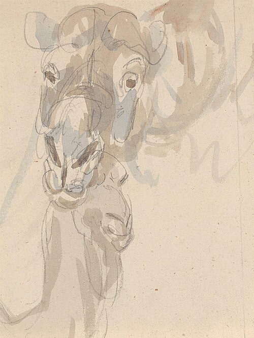 Study of a camel's head, , Sawrey Gilpin