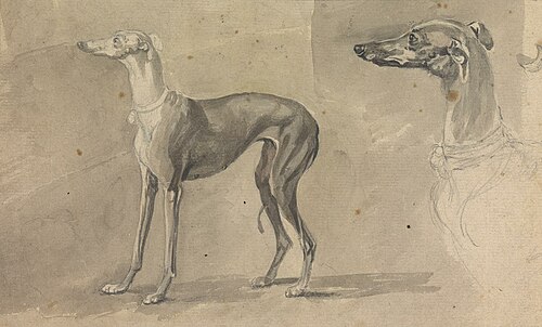 A Greyhound, 1760, Sawrey Gilpin