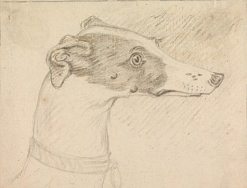 Head Portrait of Grayhound, 1760, Sawrey Gilpin