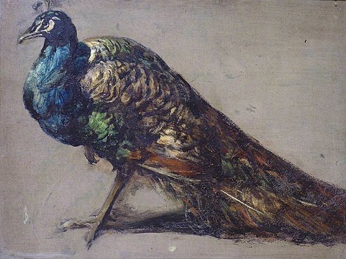 Study of a Peacock for ‘The Judgement of Paris’, 1826, William Etty