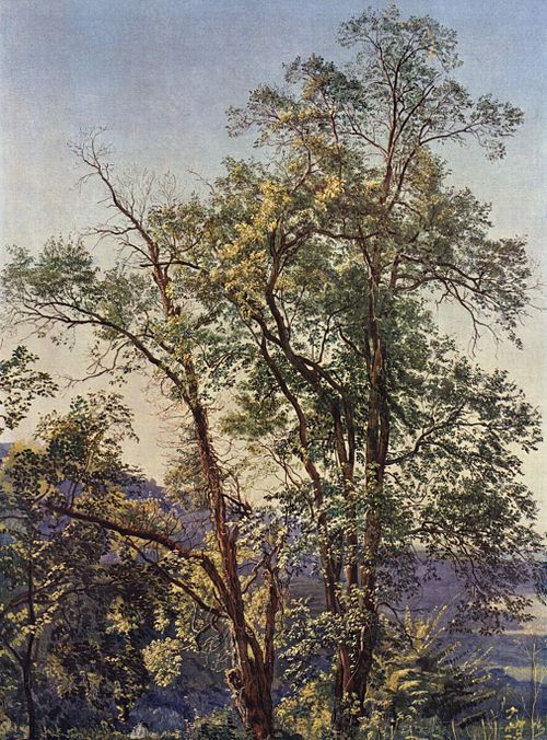 Olive Tree, 1850, Alexandre Ivanov