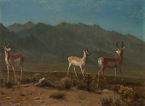 Antelope (Arizona Antelope), 1850, Albert Bierstadt