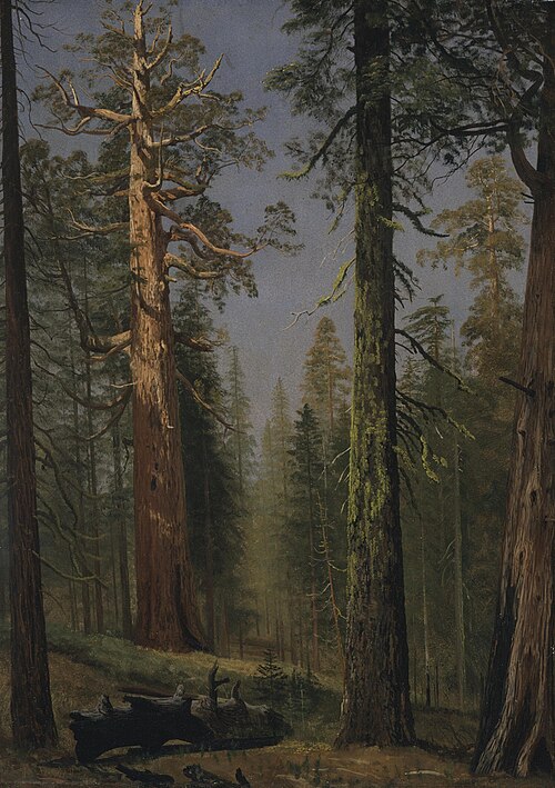 The Grizzly Giant Sequoia, Mariposa Grove, California, 1876, Albert Bierstadt