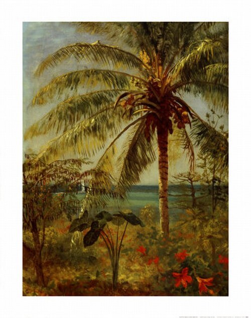 Palm Tree, Nassau by Albert Bierstadt, 1877, Albert Bierstadt