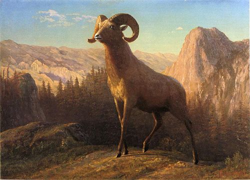 A Rocky Mountain Sheep, Ovis, Montana, 1879, Albert Bierstadt