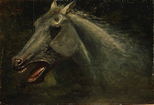 A Wild Stallion, 1888, Albert Bierstadt