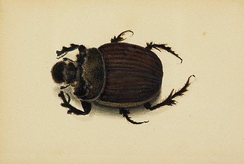 African Beetle, 1850, Albert Bierstadt