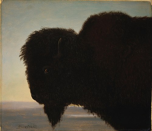 Buffalo Head, 1879, Albert Bierstadt