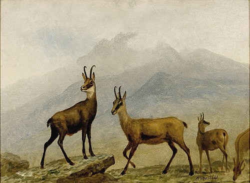 Chamois, 1850, Albert Bierstadt