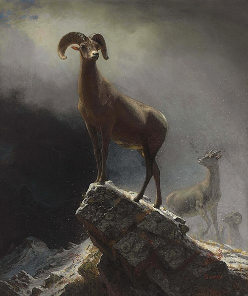 Rocky Mountain Sheep, 1884, Albert Bierstadt