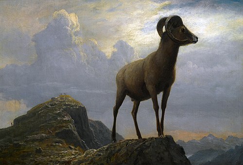 Study of a Bighorn Ram, 1850, Albert Bierstadt