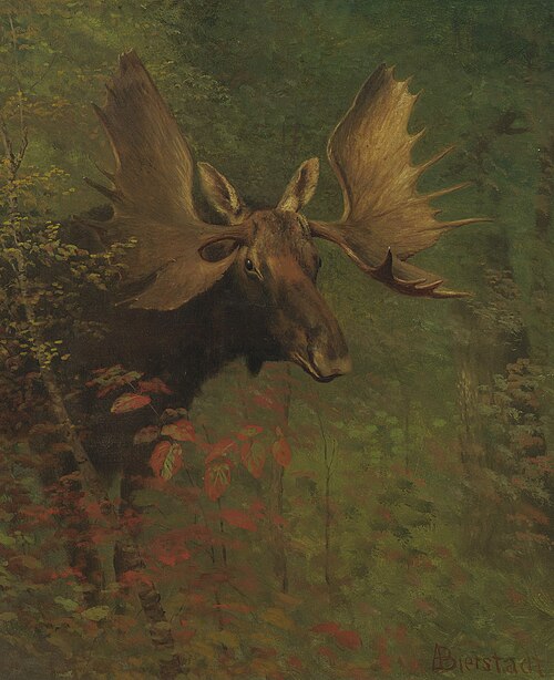 Study of a Moose, , Albert Bierstadt