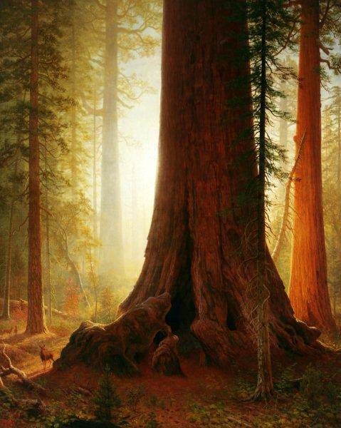 Sequoia, 1860, Albert Bierstadt