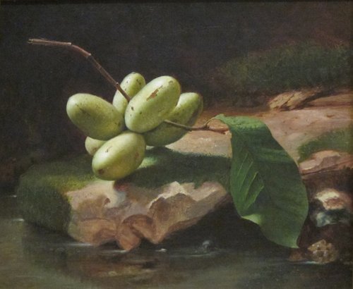 Still-life with Paw Paws, , Edward Edmondson
