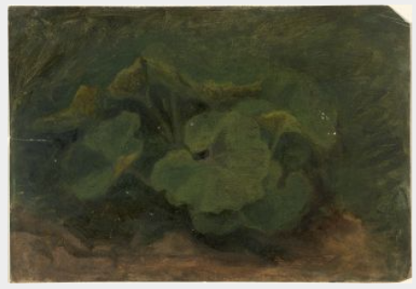 Plants, 1842, William Howis junior
