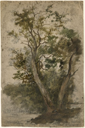 A Tree, , William Howis junior