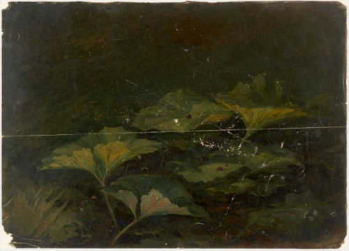 Plants, 1851, William Howis junior