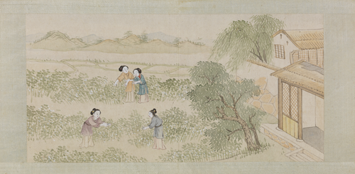 绵亿棉花图册, , Mianyi