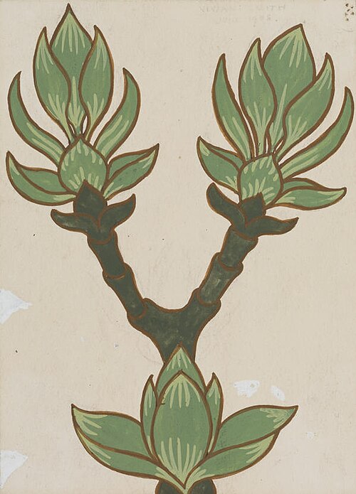 Untitled (Hydrangea), 1908, Vivian Smith