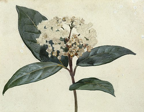 Untitled (Flower study), , Vivian Smith