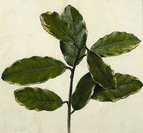 Untitled (Plant study), , Vivian Smith