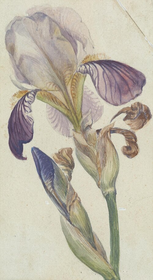 Untitled (Iris), , Vivian Smith