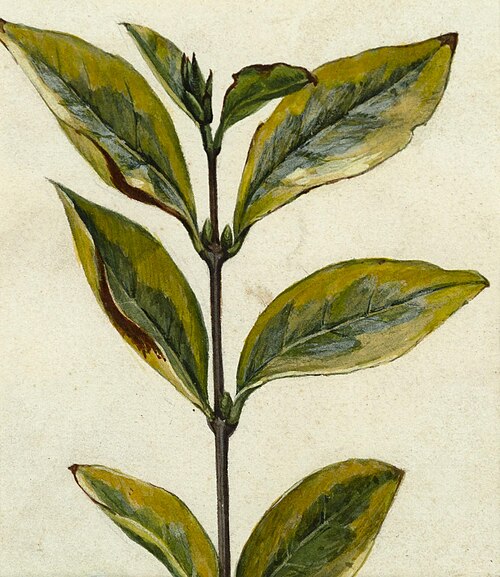Untitled (Plant cutting), , Vivian Smith