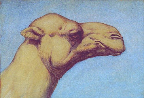 Untitled (Head of a Camel), , Vivian Smith