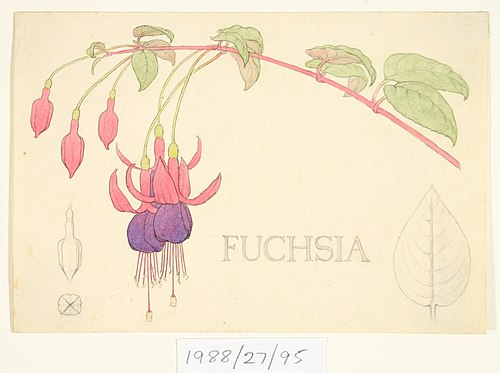 Untitled (Fuchsia), , Vivian Smith