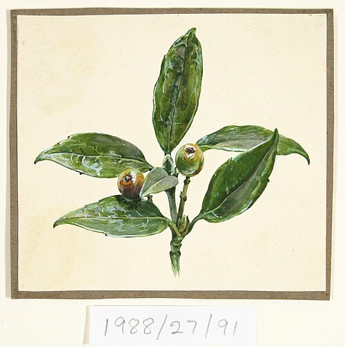 Untitled (Crab apples), , Vivian Smith