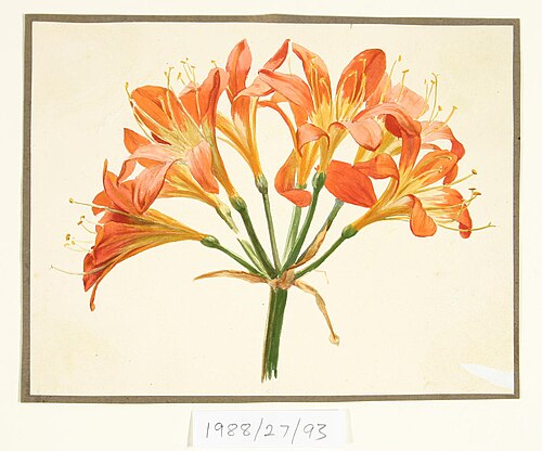 Untitled (Amaryllis), , Vivian Smith