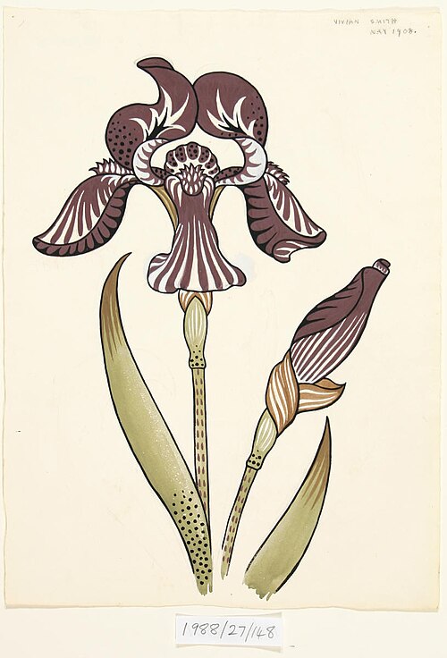 Untitled (Iris), 1908, Vivian Smith