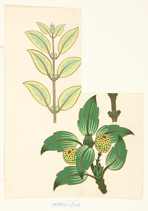 Untitled (Leaf designs), 1908, Vivian Smith
