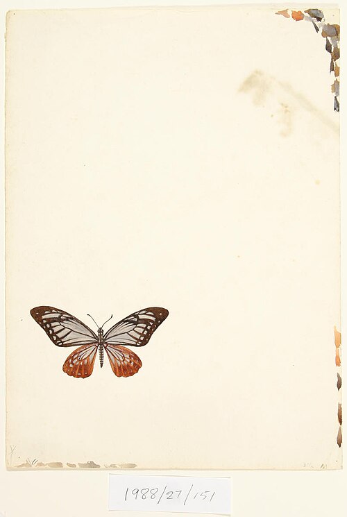 Untitled (Butterfly), , Vivian Smith
