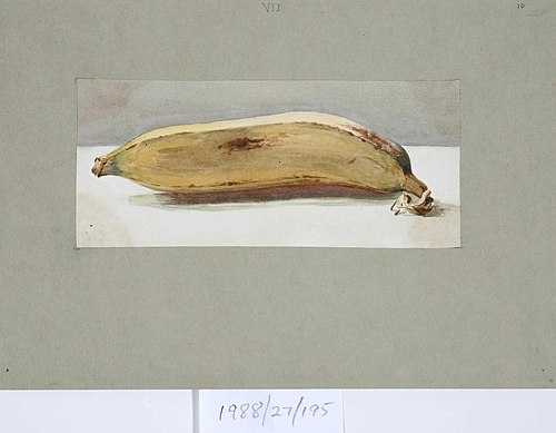 Untitled (Banana), , Vivian Smith