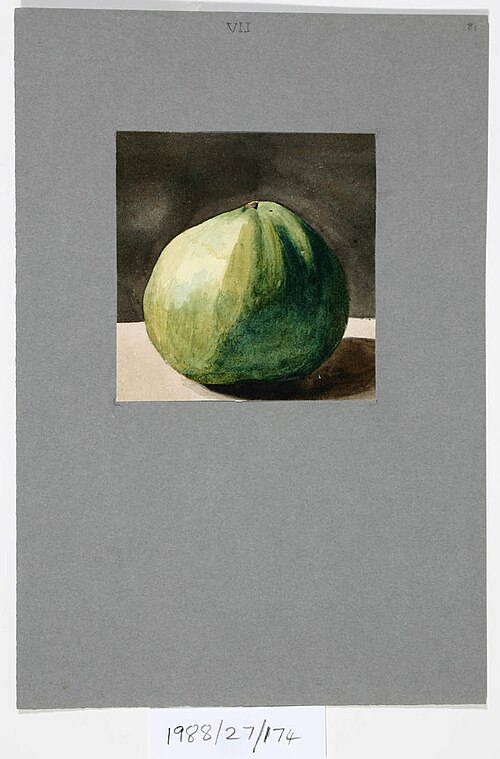 Untitled (Apple), , Vivian Smith