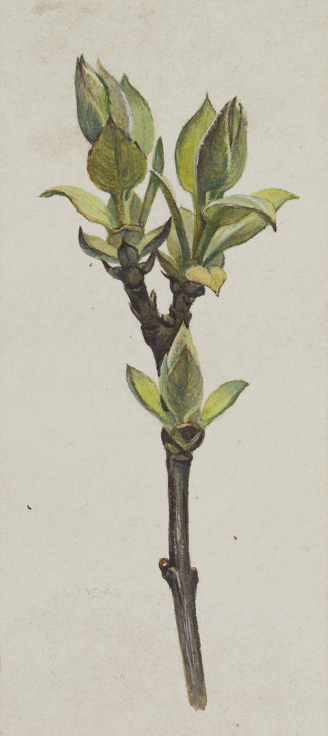 Untitled (Hydrangea), , Vivian Smith