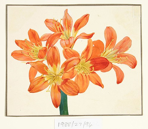 Untitled (Amaryllis), , Vivian Smith