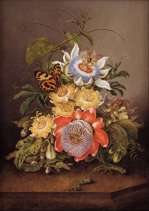 Passionflowers, 1812, Ferdinand Bauer