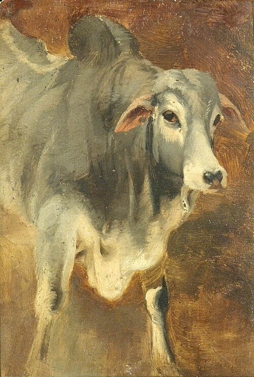 Study of an Ox, 1845, William Huggins