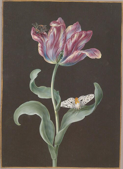 Pink blue flamed tulip with butterfly and wasp, 1750, Barbara Regina Dietzsch