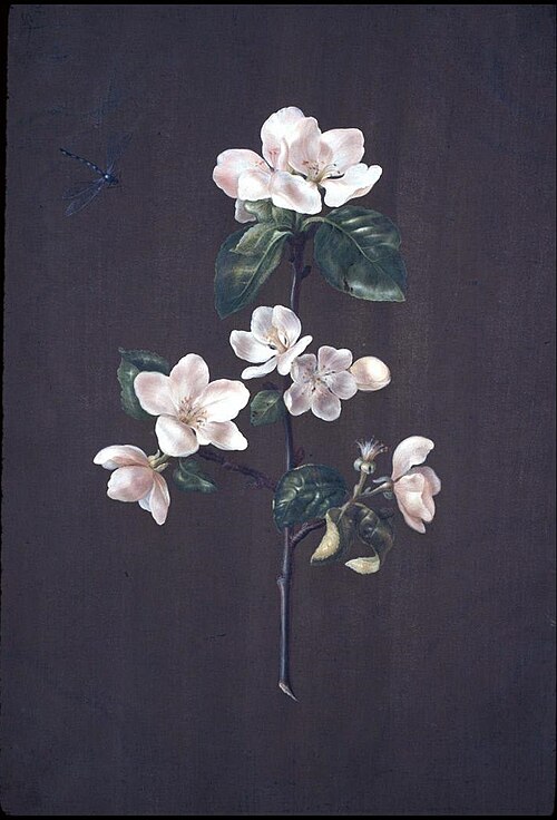 Apple Blossom (no title), 1740, Barbara Regina Dietzsch