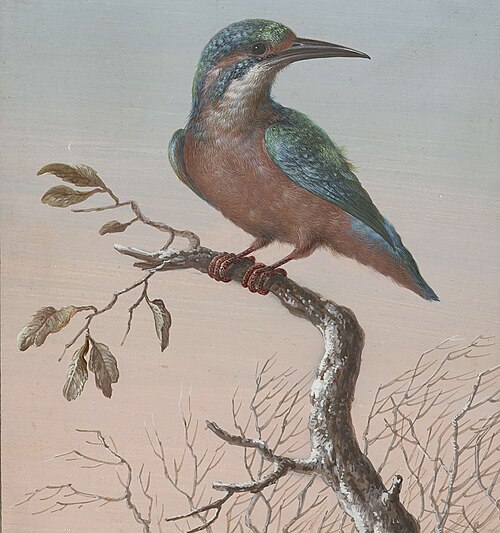 Ijsvogel, 1750, Barbara Regina Dietzsch