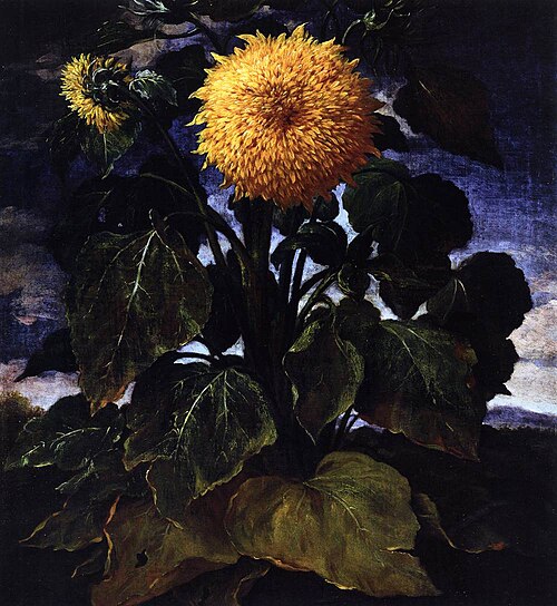 Sunflower, 1730, Bartolomeo Bimbi