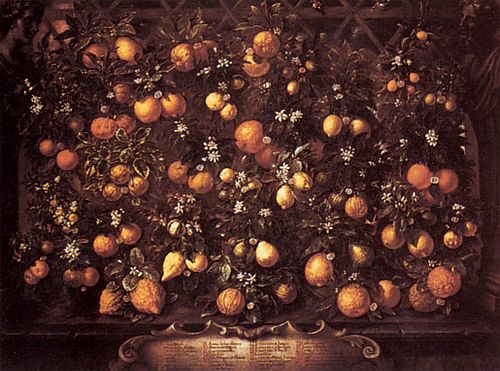 Citrus, 1650, Bartolomeo Bimbi