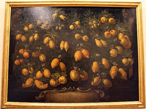 arance, cedri, lime, limoni e lumie, 1715, Bartolomeo Bimbi