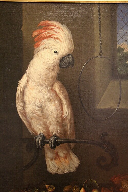 cacatua delle molucche, 1716, Bartolomeo Bimbi