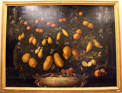 arance, bergamotti, cedri, limoni e lumie, 1715, Bartolomeo Bimbi